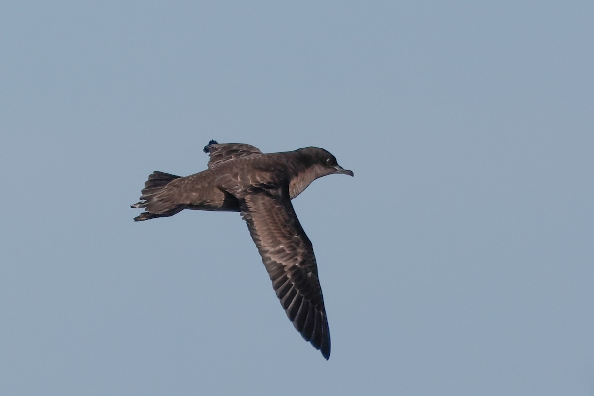 יסעור קצר-זנב - ML643157940