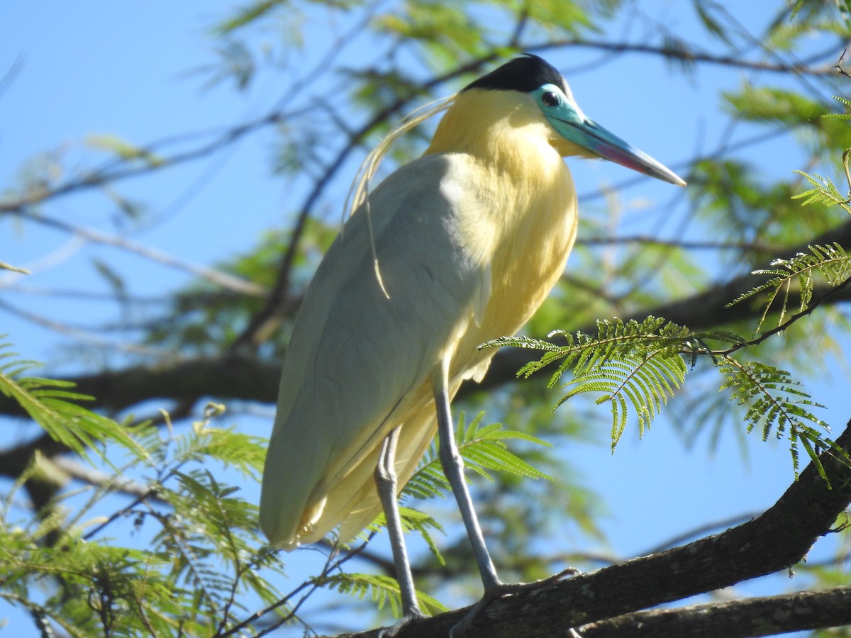 Capped Heron - ML643157965