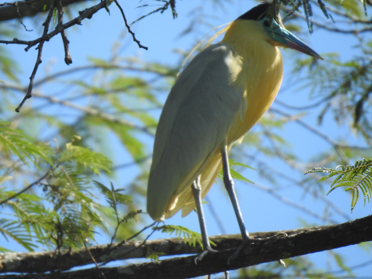 Capped Heron - ML643157966