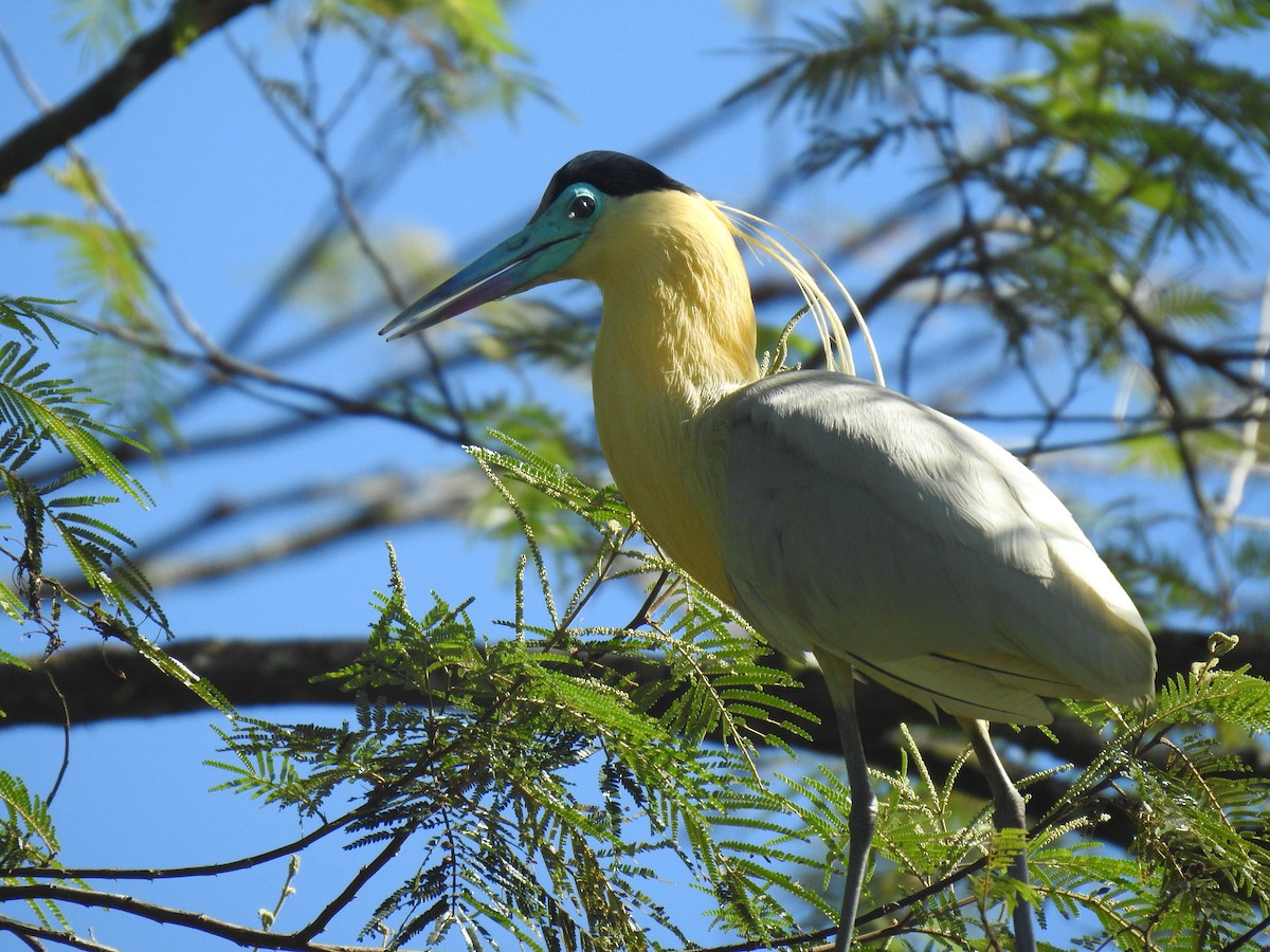 Capped Heron - ML643157967