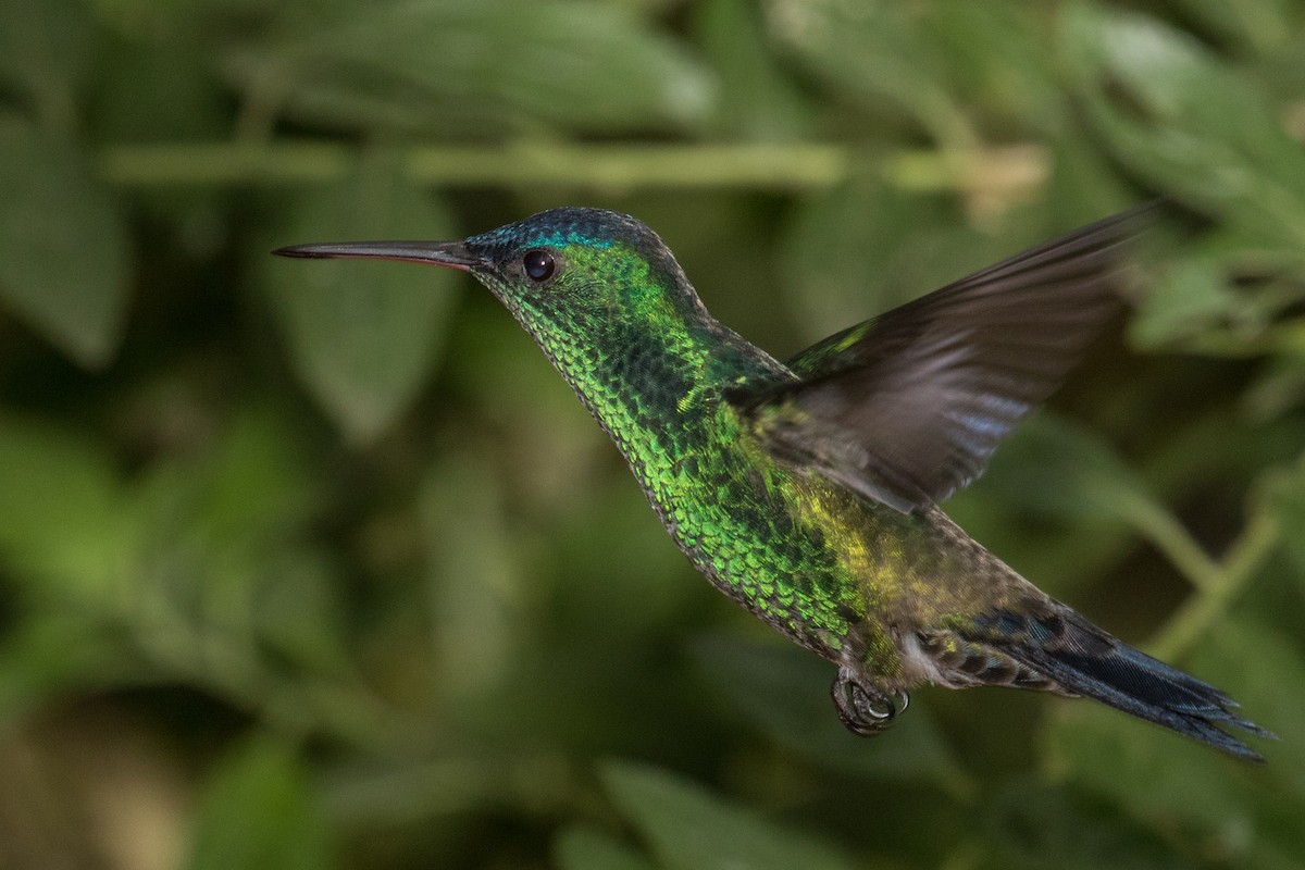 Indigo-capped Hummingbird - ML643157974