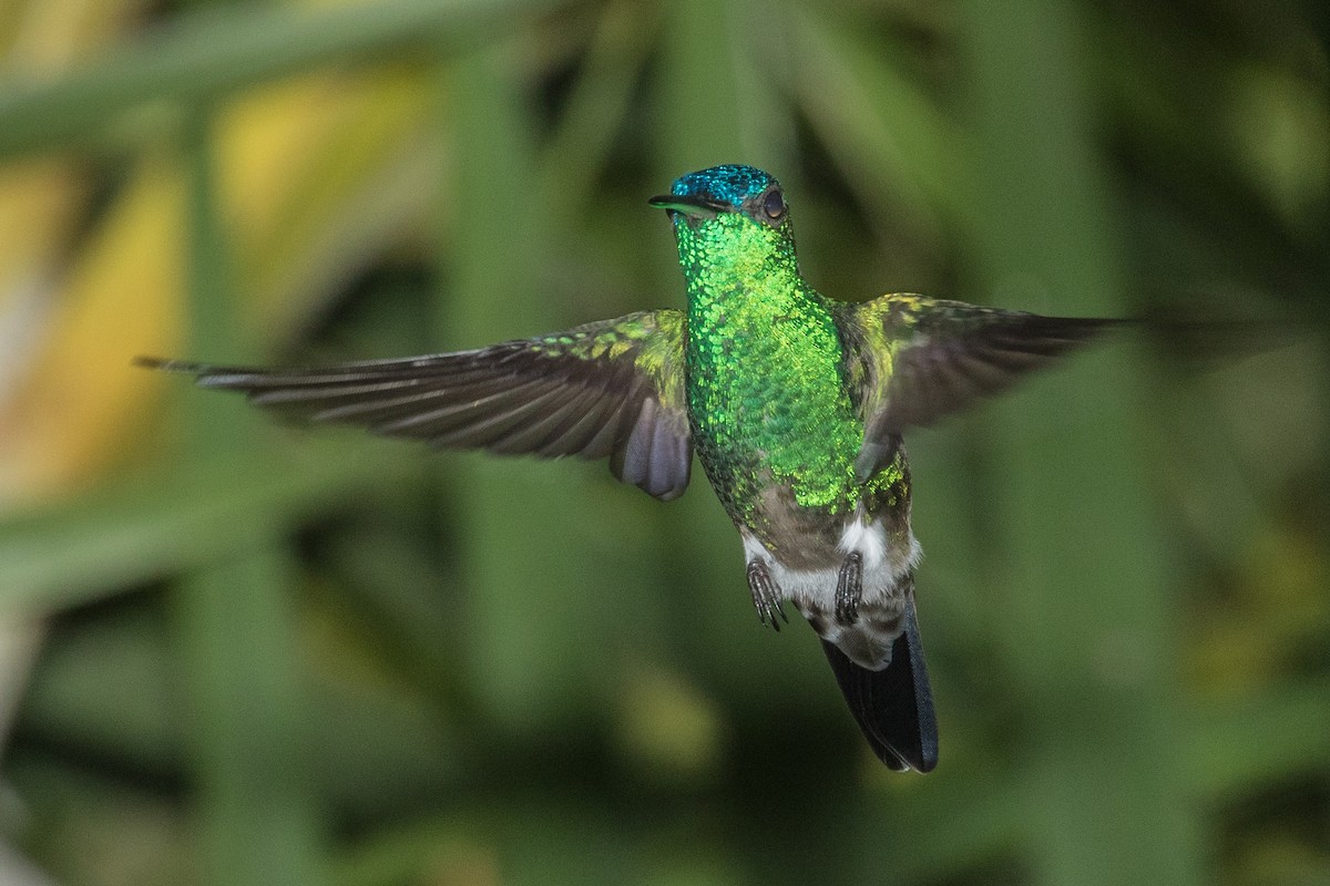 Indigo-capped Hummingbird - ML643157975