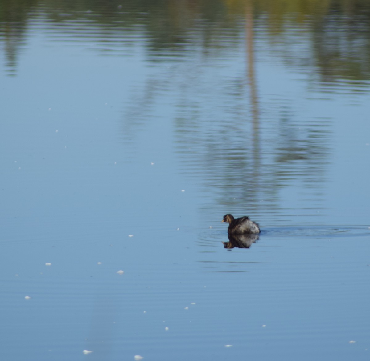Little Grebe - ML643157976