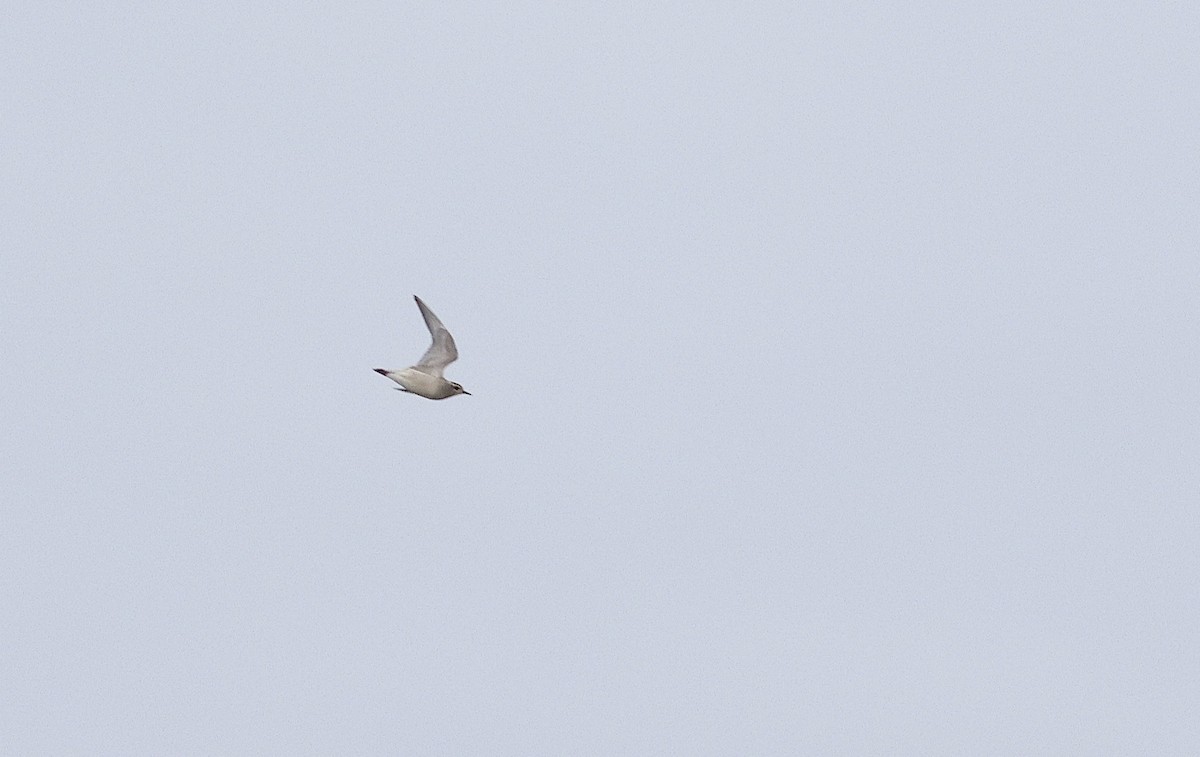 American Golden-Plover - ML643157978