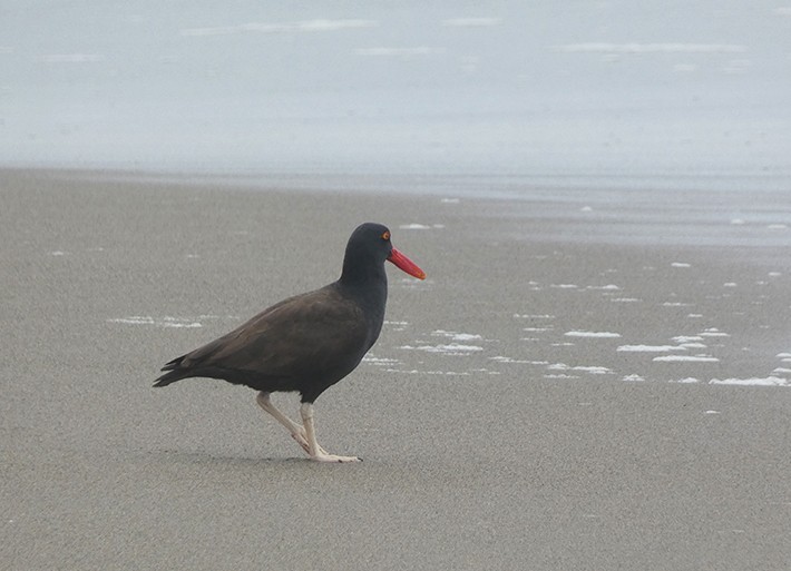 Blackish Oystercatcher - ML643157991