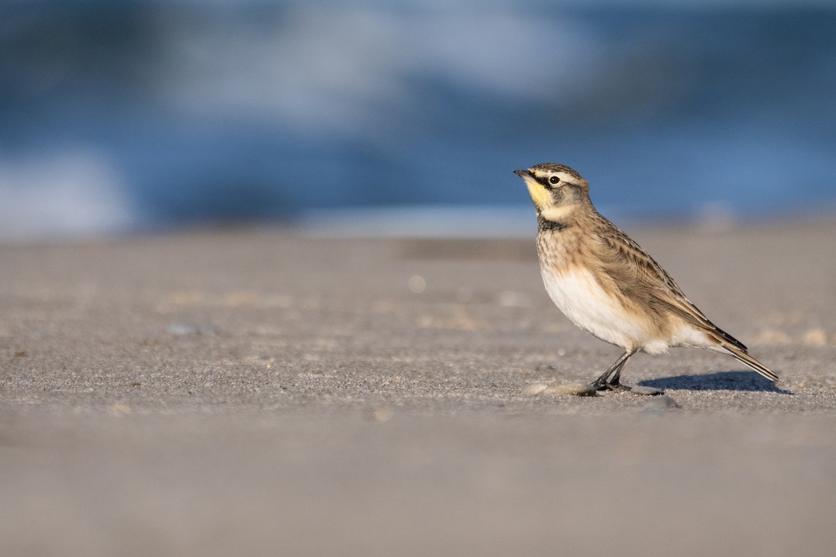 Horned Lark - ML643158002