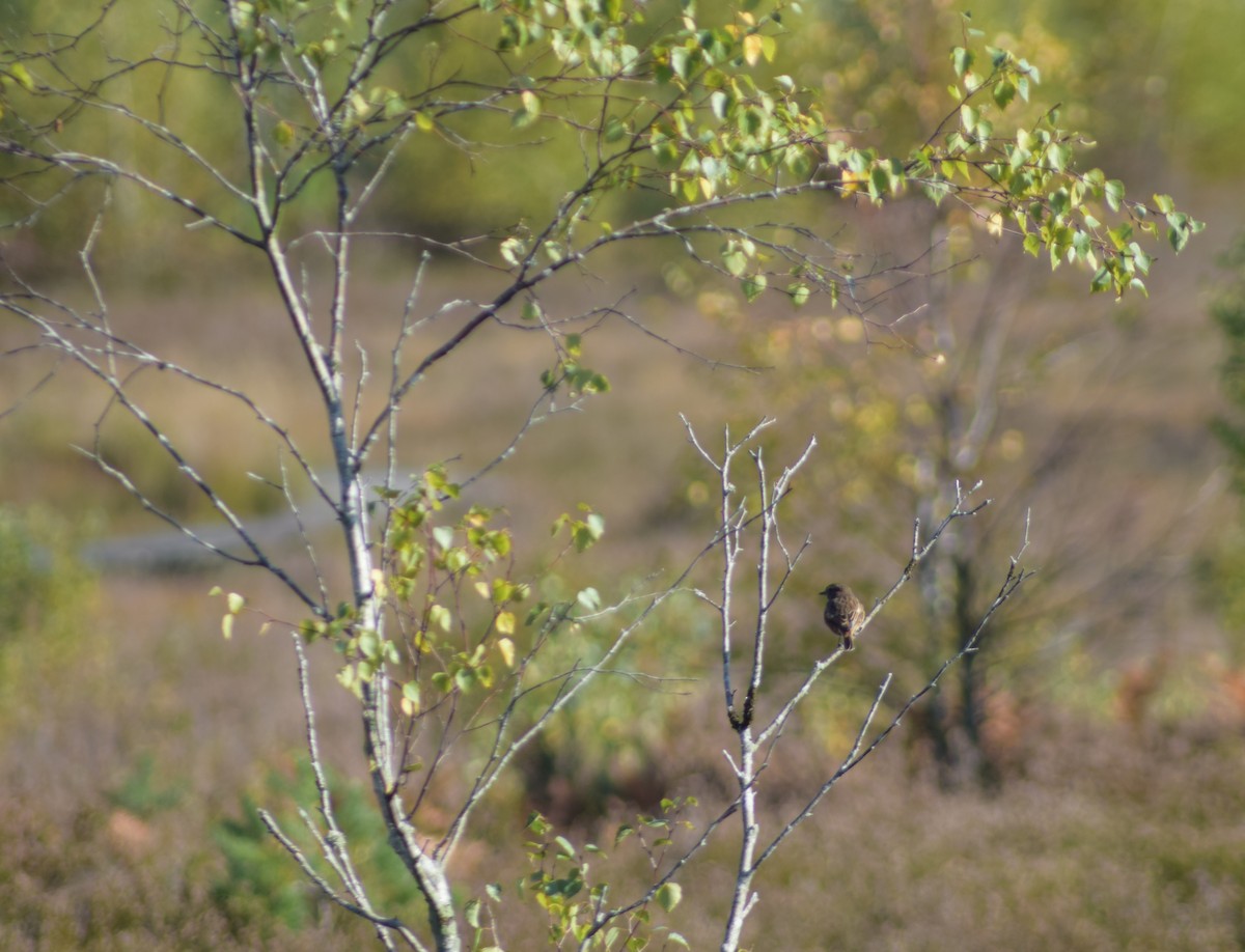 European Stonechat - ML643158004