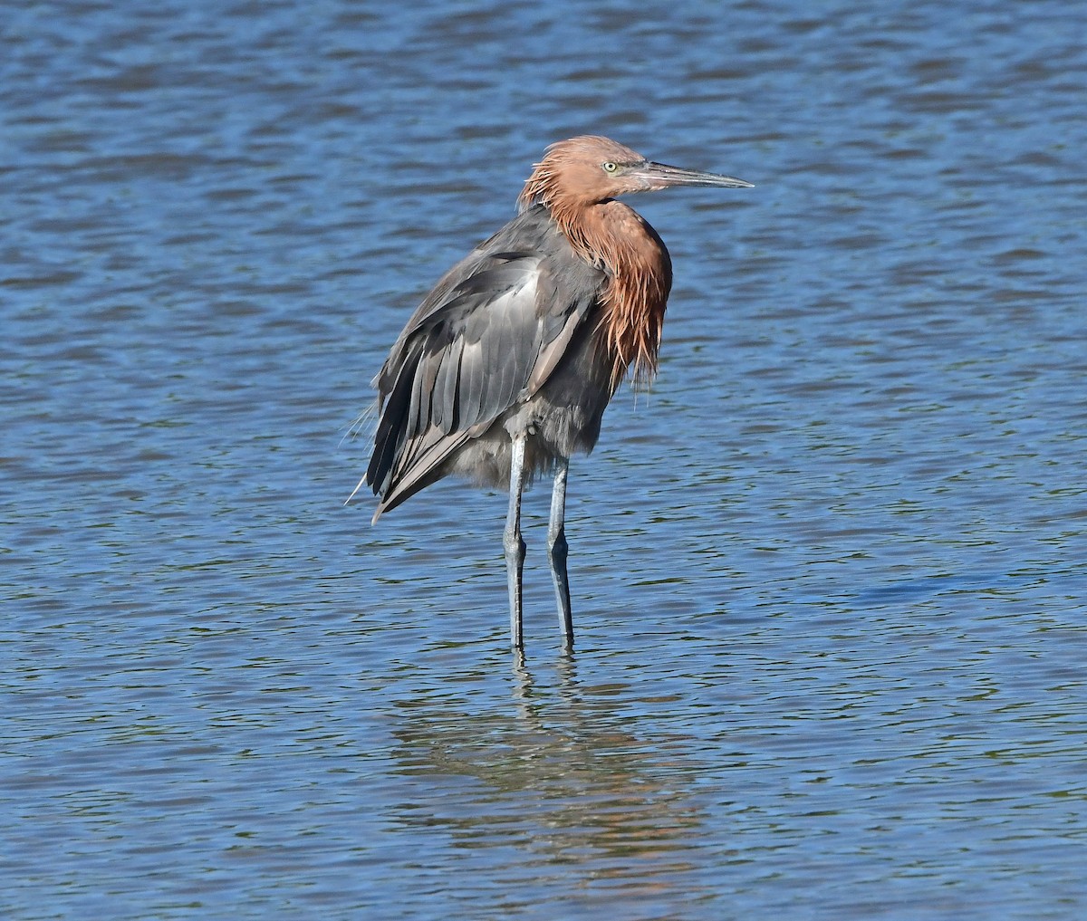 dansehegre - ML643158008