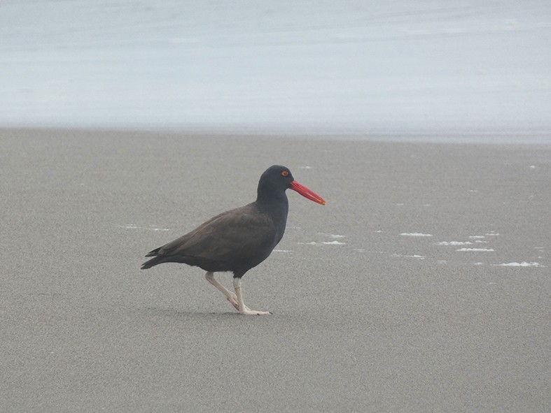 Blackish Oystercatcher - ML643158010
