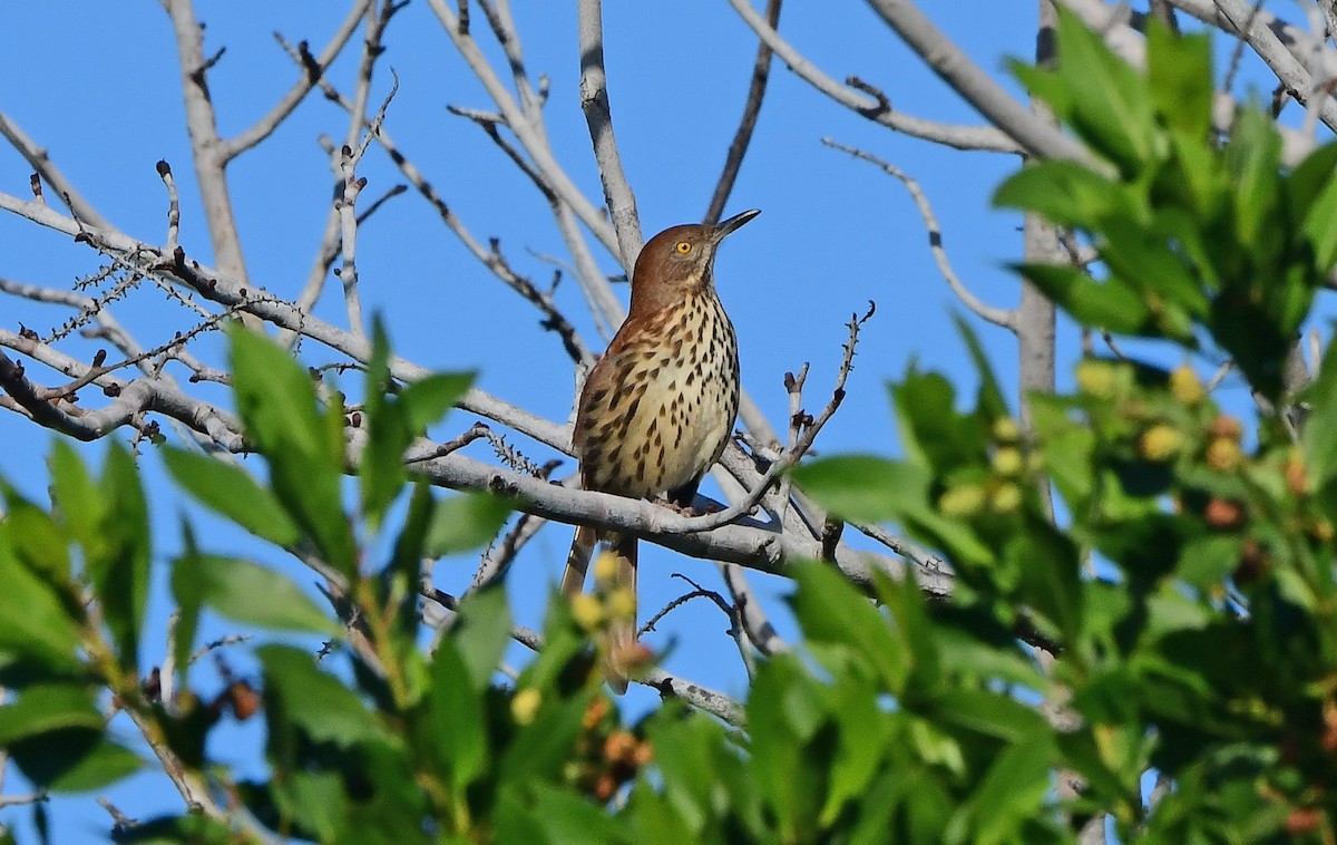 Brown Thrasher - ML643158035