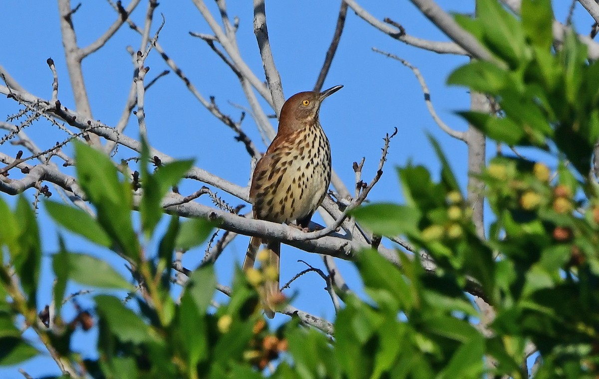 Brown Thrasher - ML643158036