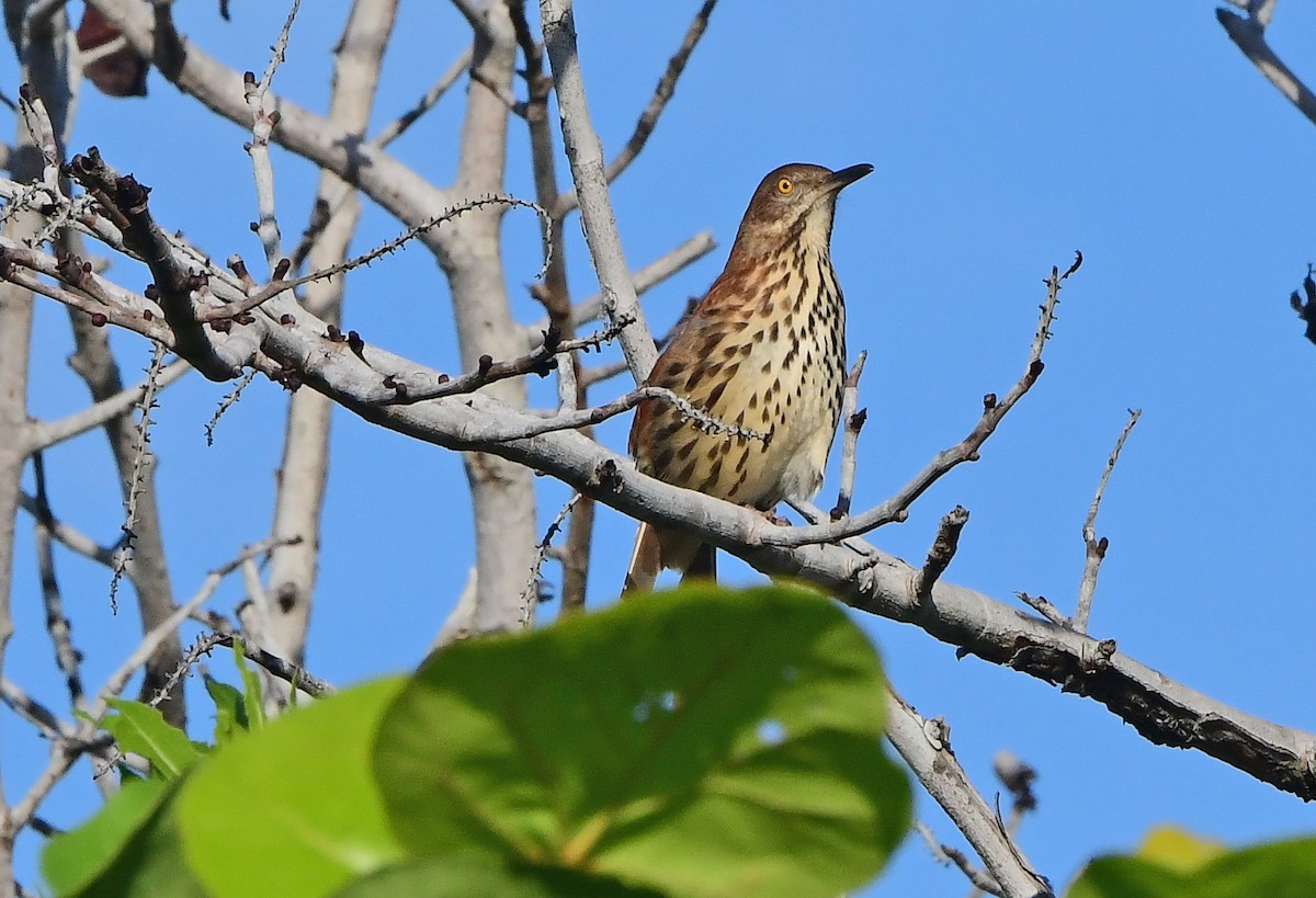Brown Thrasher - ML643158040