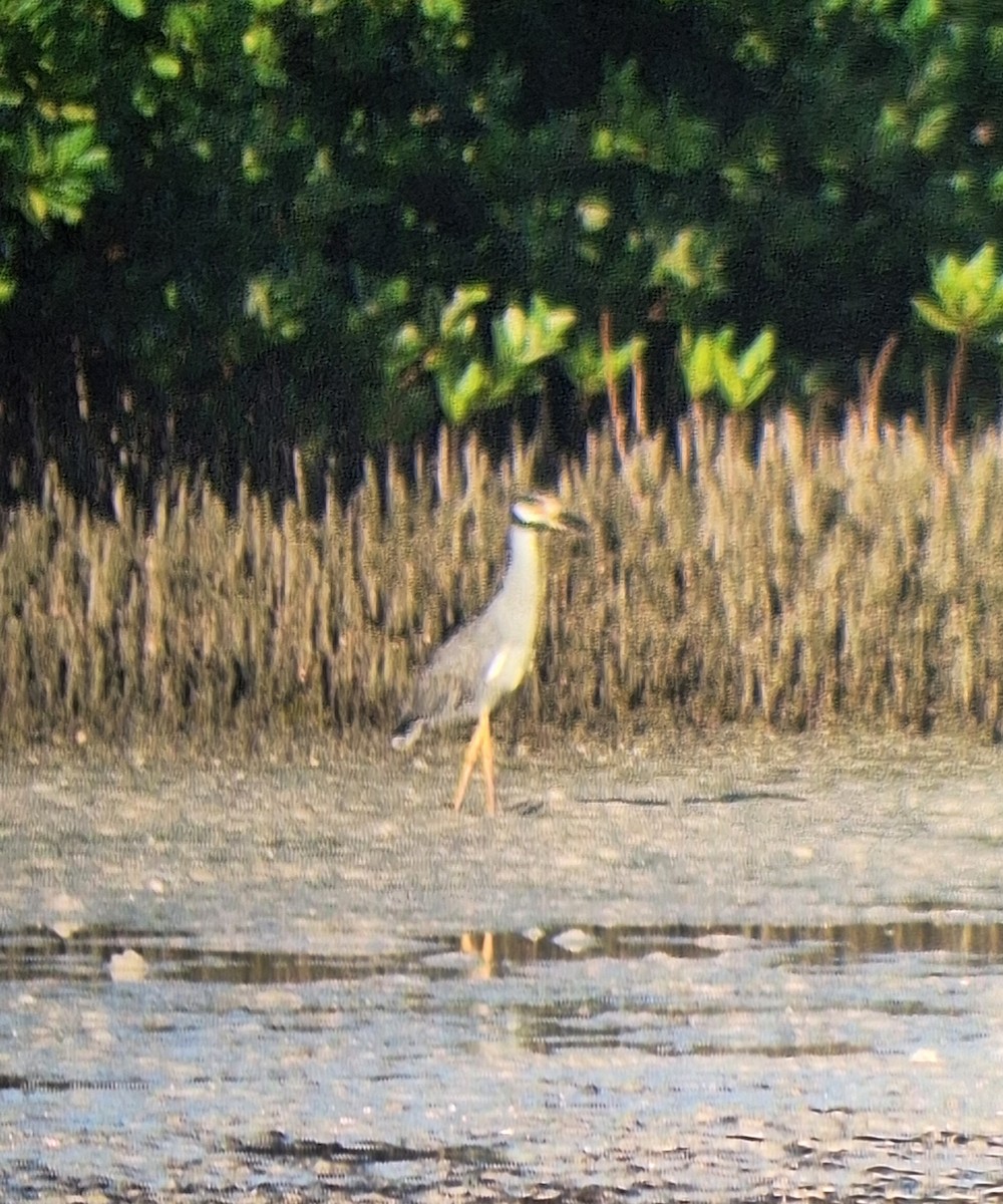 Yellow-crowned Night Heron - ML643158042