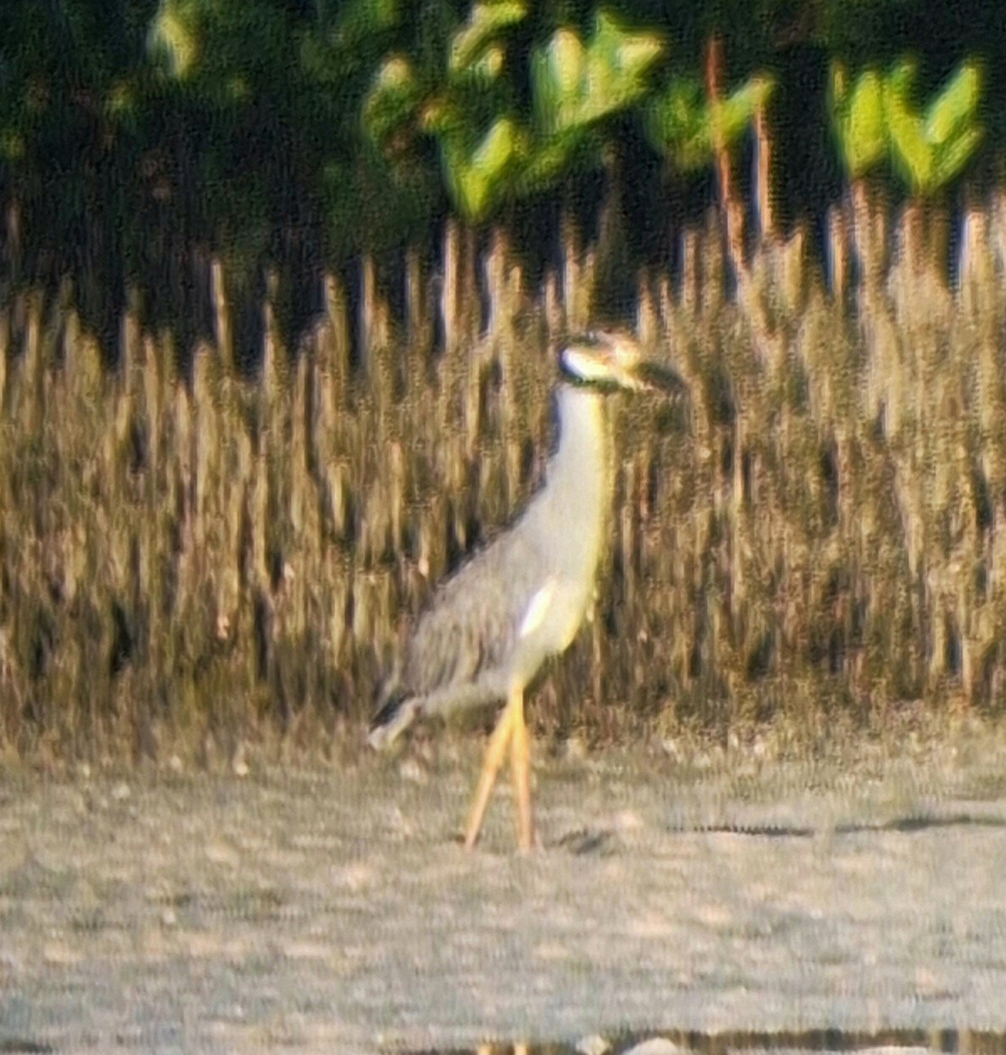 Yellow-crowned Night Heron - ML643158043