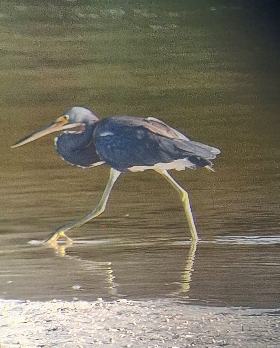 Tricolored Heron - ML643158052