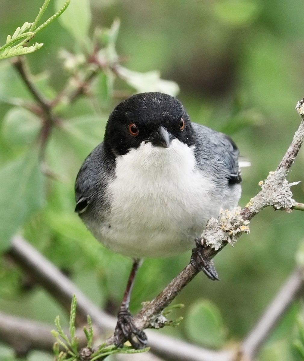 Black-capped Warbling Finch - ML643158054