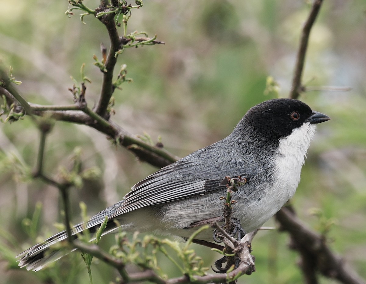 Black-capped Warbling Finch - ML643158056
