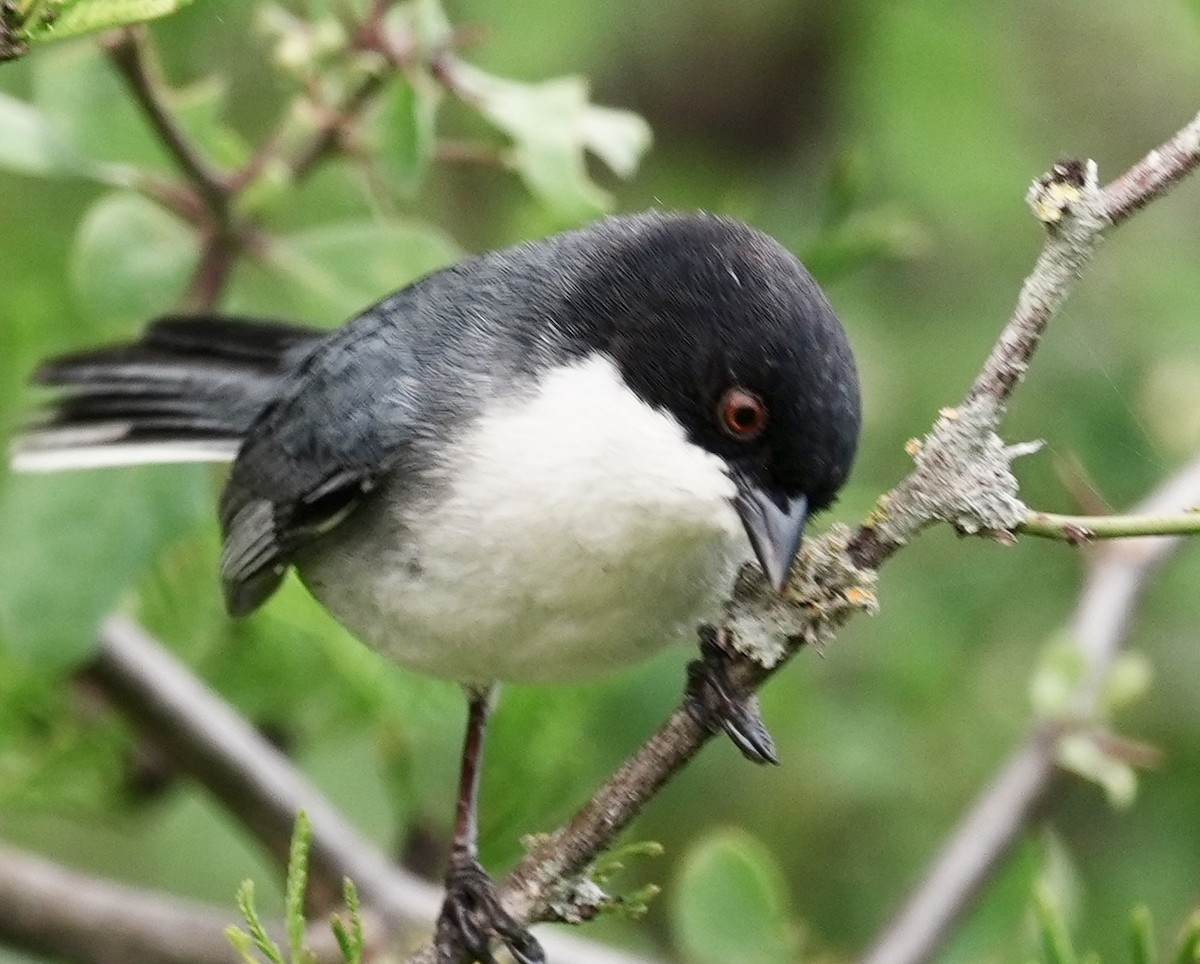 Black-capped Warbling Finch - ML643158057