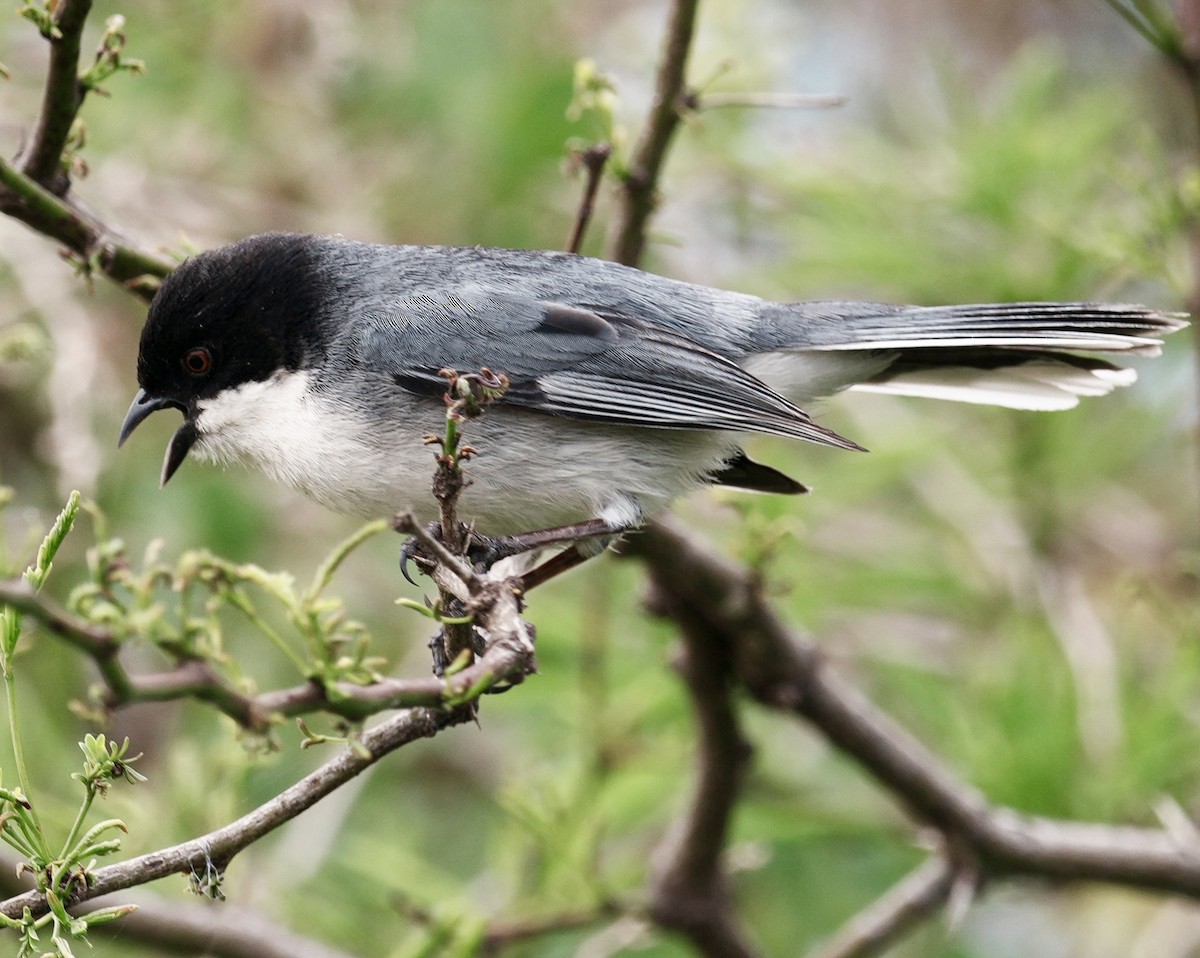 Black-capped Warbling Finch - ML643158058