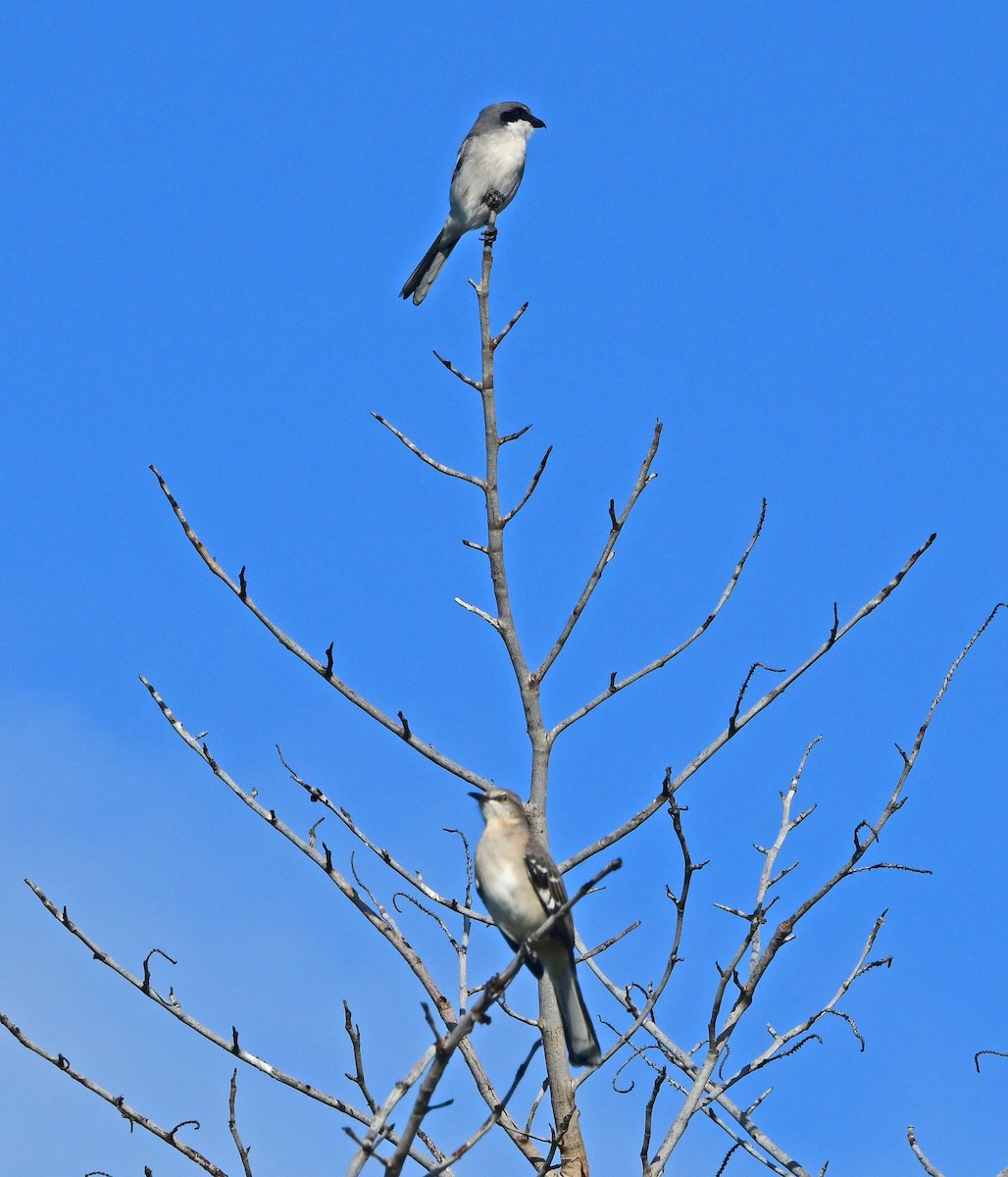 Northern Mockingbird - ML643158059