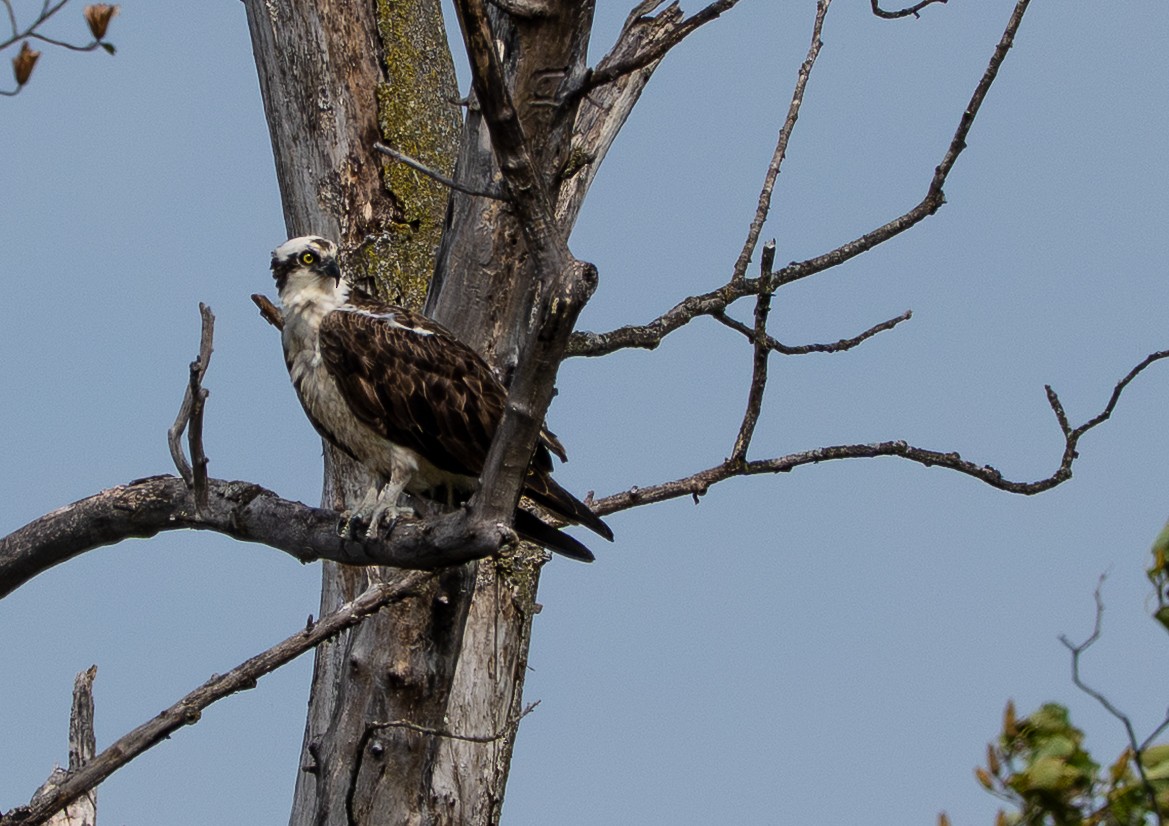 Osprey - ML643158060