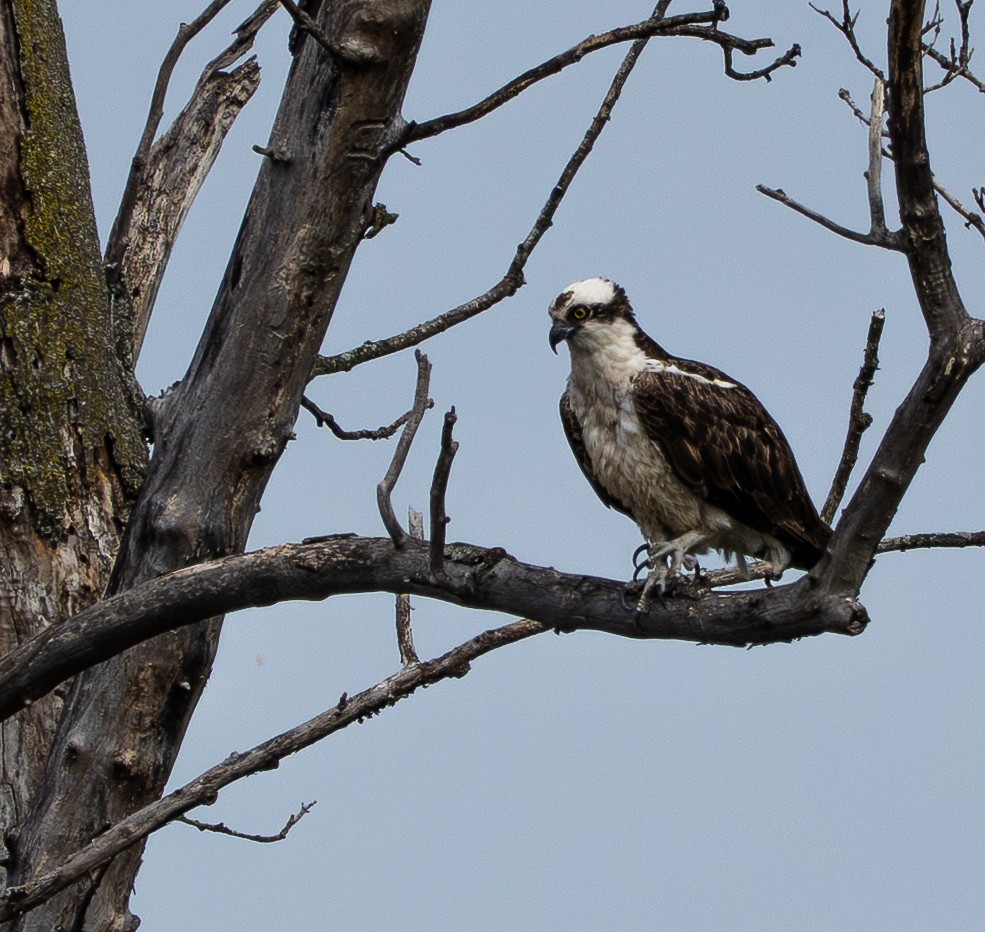 Osprey - ML643158061