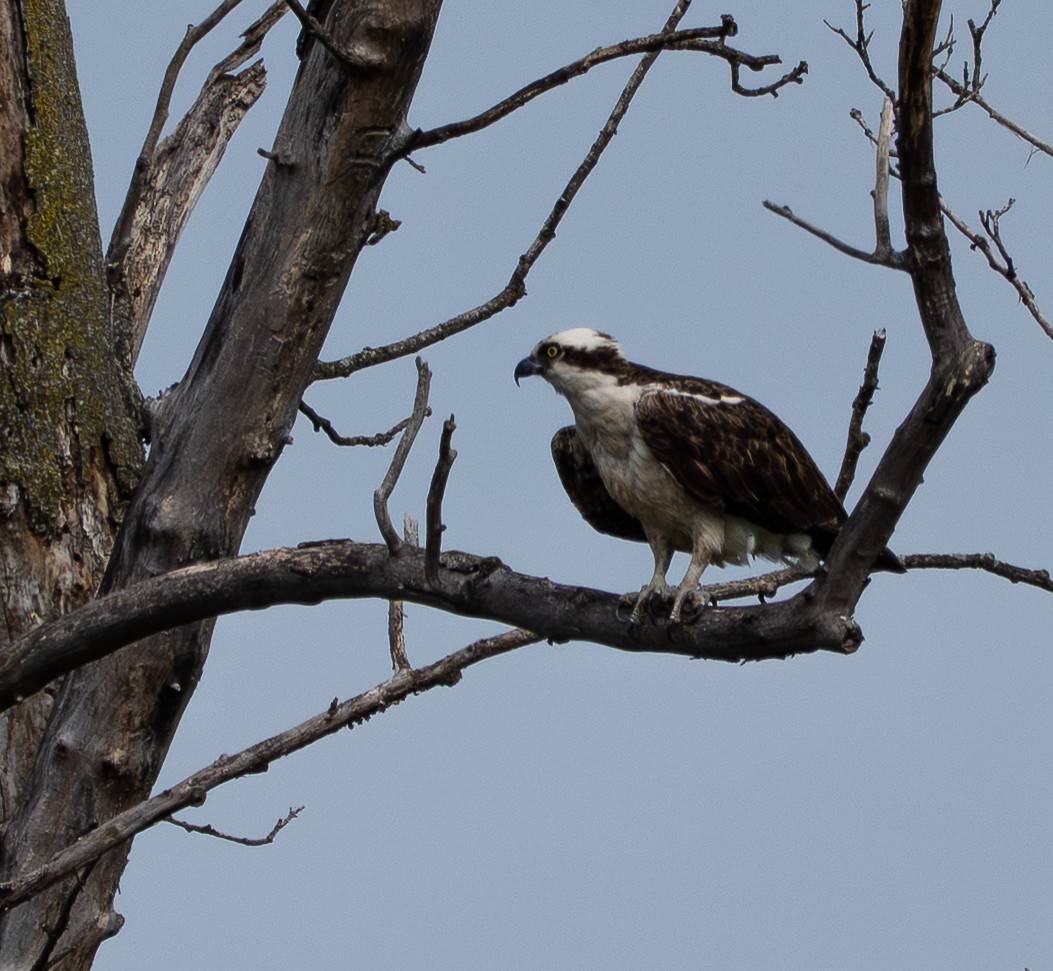 Osprey - ML643158062