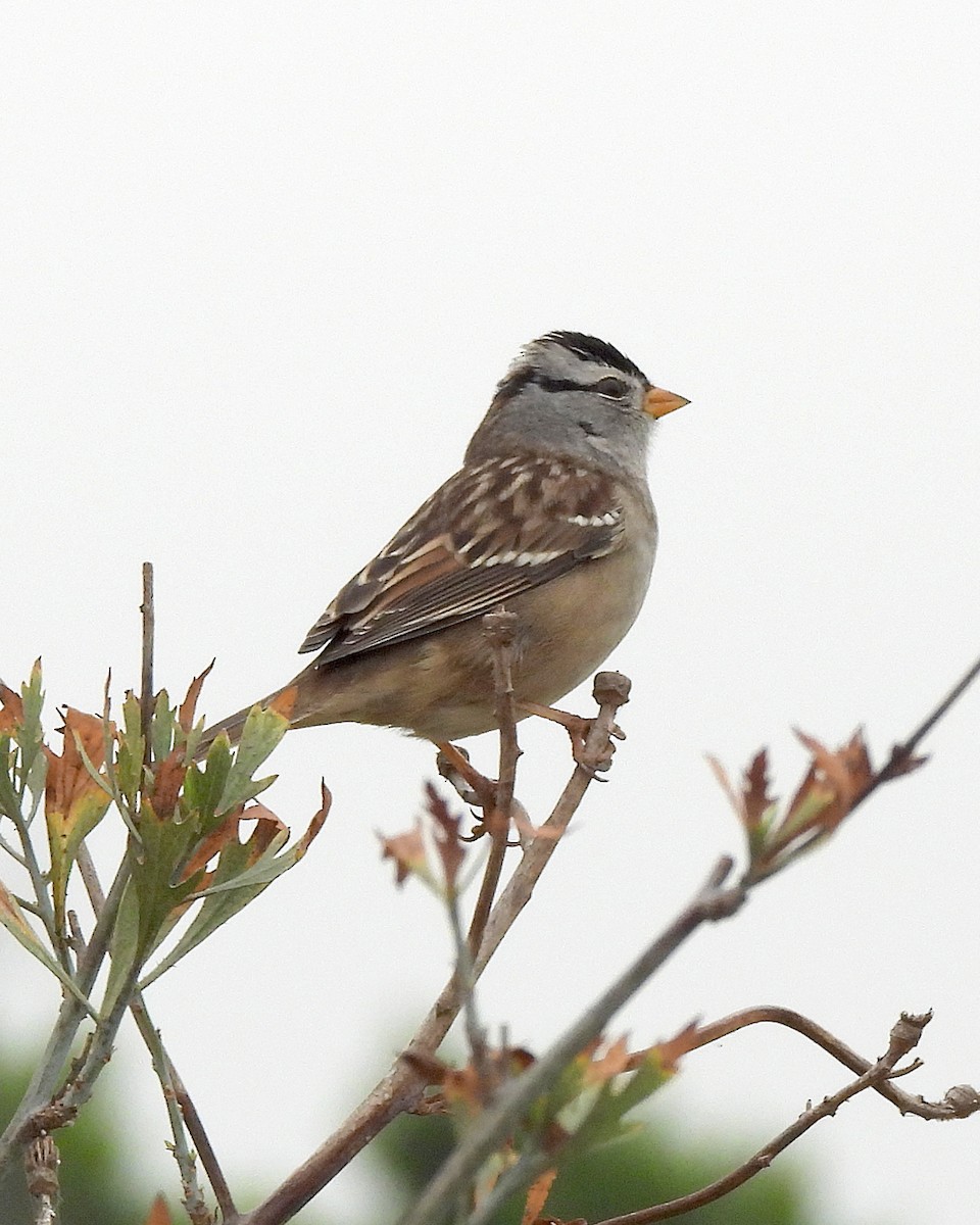 White-crowned Sparrow (Gambel's) - ML643158066