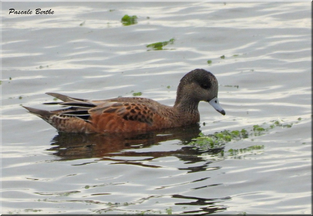 American Wigeon - ML643158073