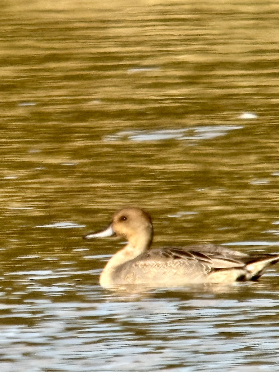Northern Pintail - ML643158094