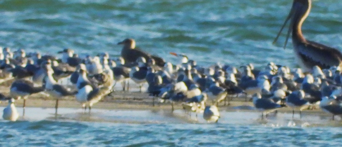 American Herring Gull - ML643158144