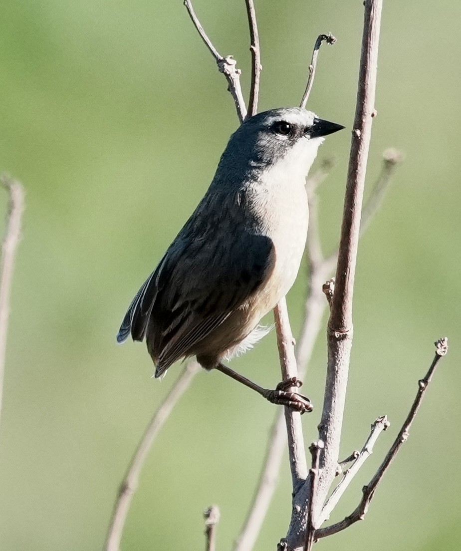 Long-tailed Reed Finch - ML643158147