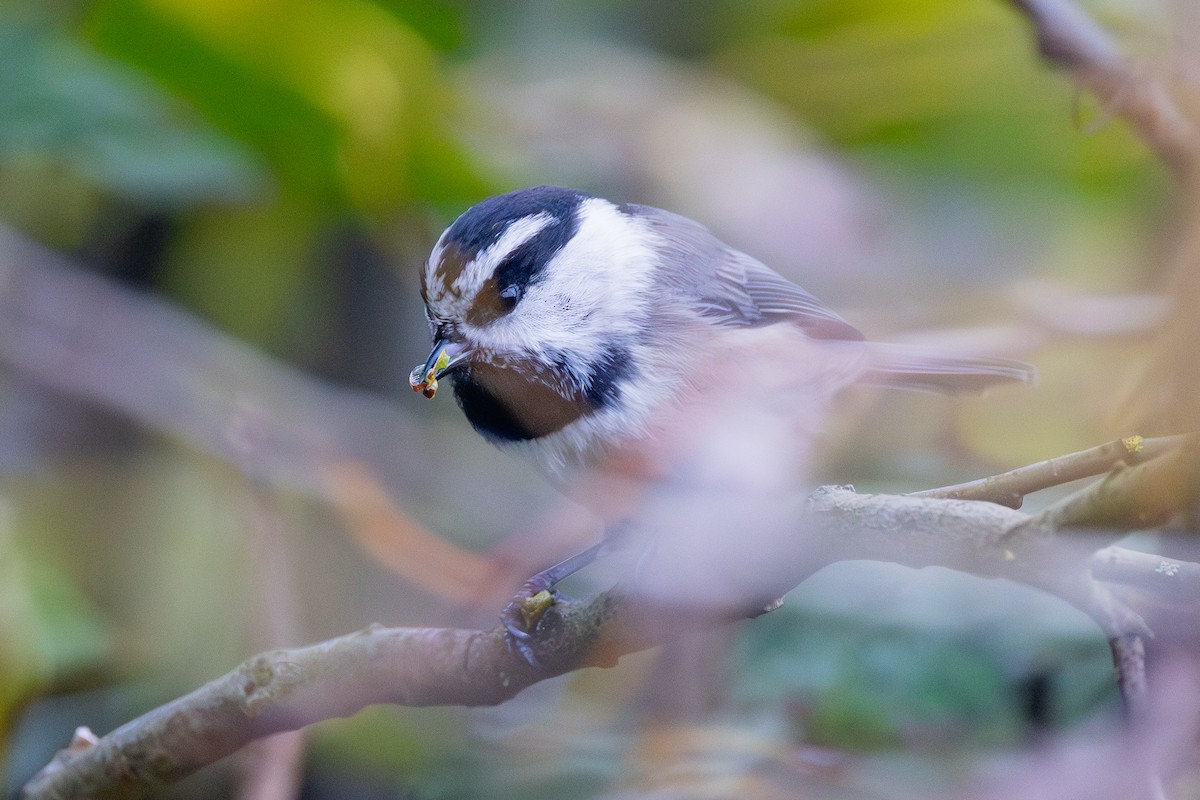 Mountain Chickadee - ML643158152