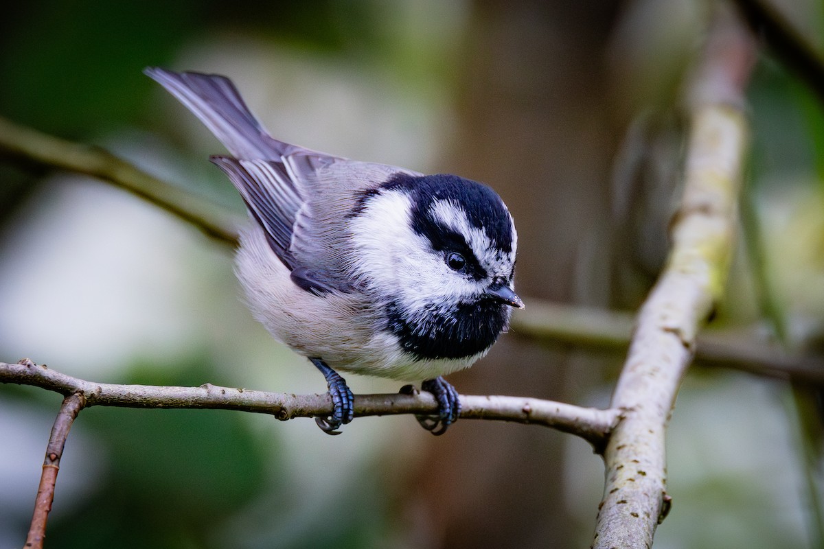 Mountain Chickadee - ML643158153