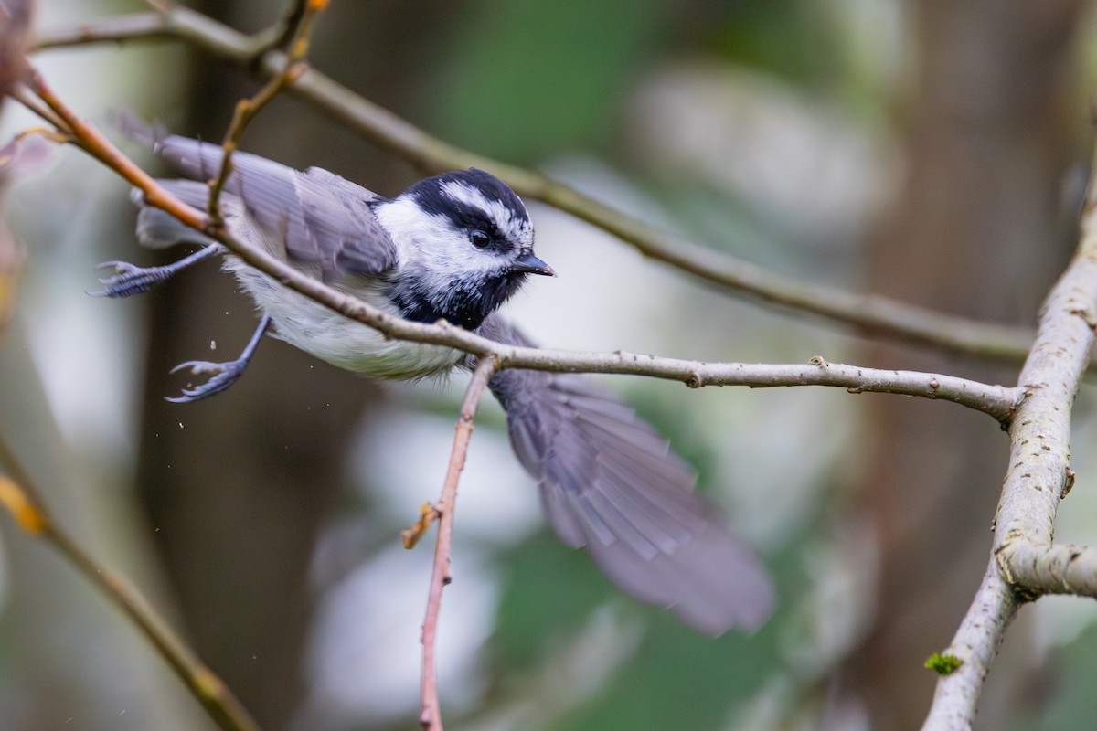 Mountain Chickadee - ML643158154