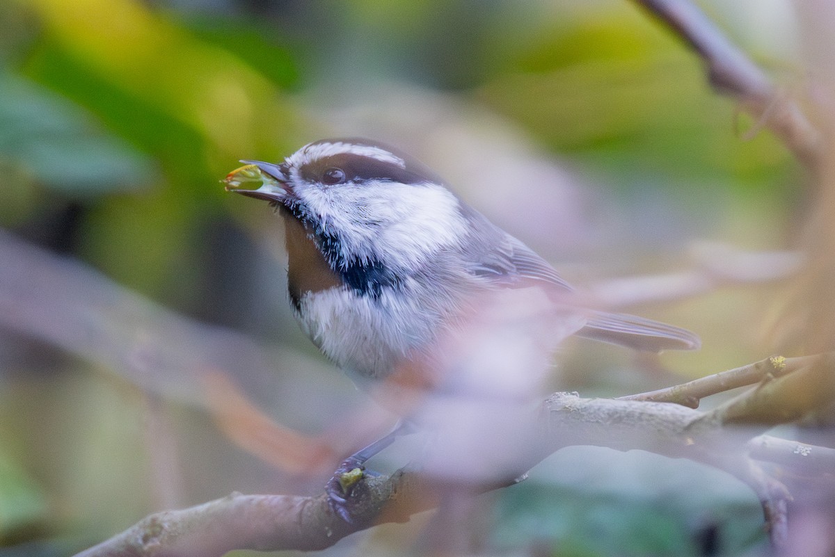 Mountain Chickadee - ML643158155