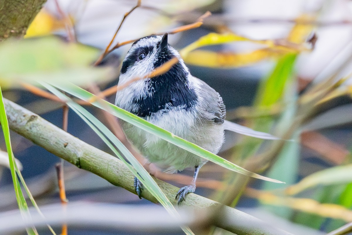 Mountain Chickadee - ML643158156