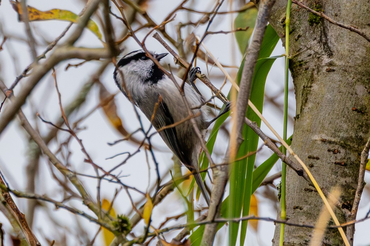 Mountain Chickadee - ML643158157