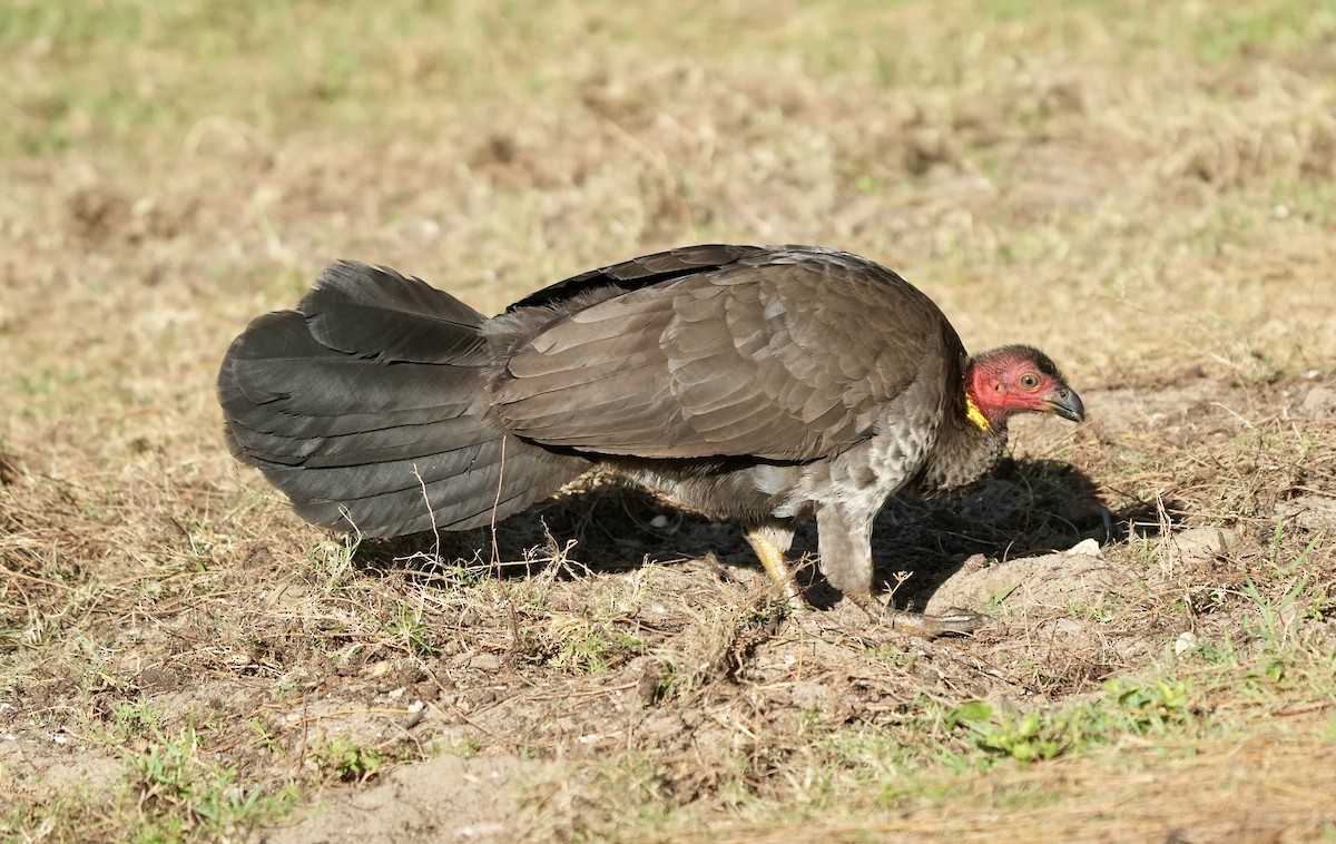 Australian Brushturkey - ML643158158