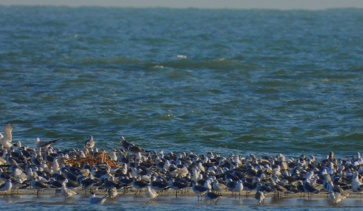 Laughing Gull - ML643158160