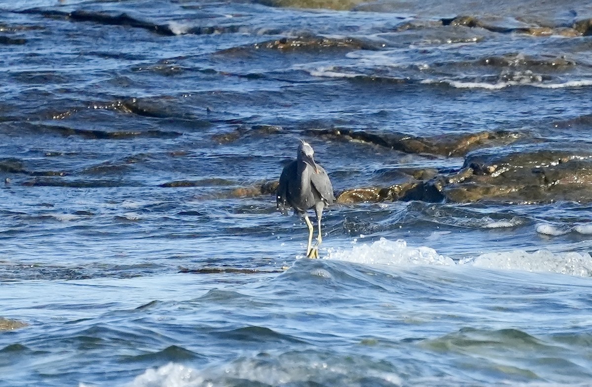Pacific Reef-Heron - ML643158170