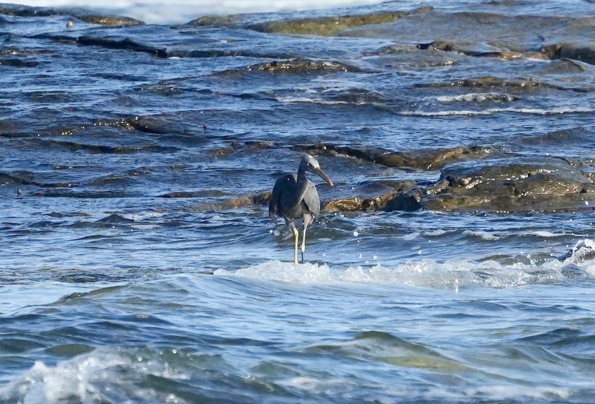 Pacific Reef-Heron - ML643158171