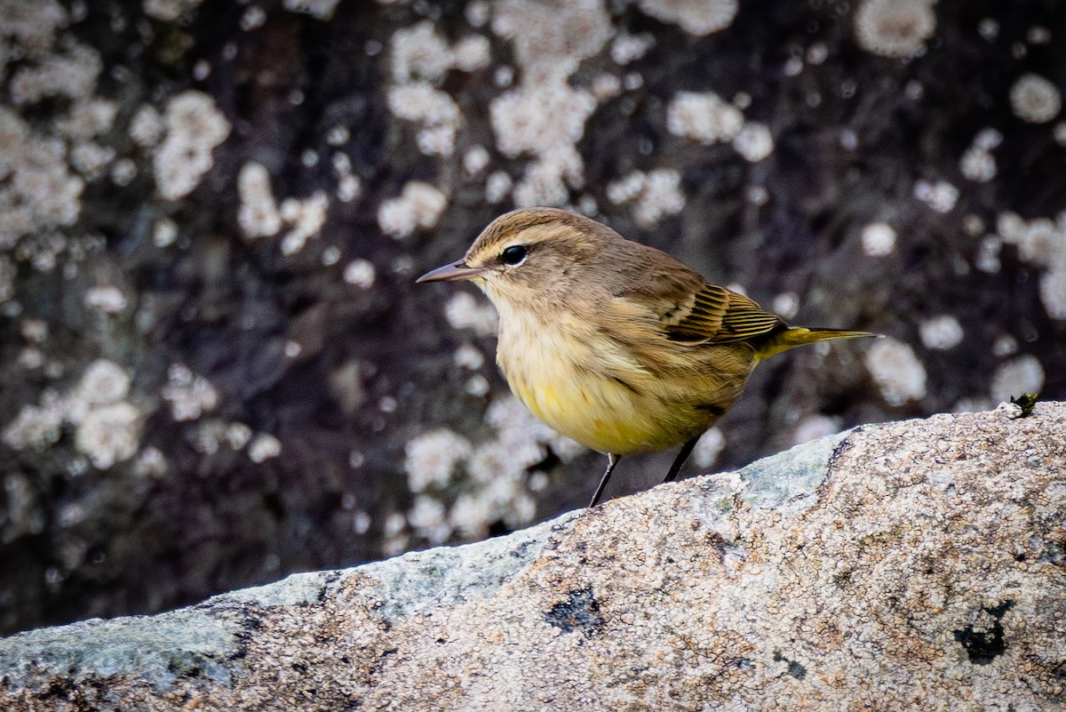 Palm Warbler - ML643158175