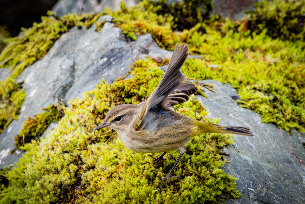 Palm Warbler - ML643158176