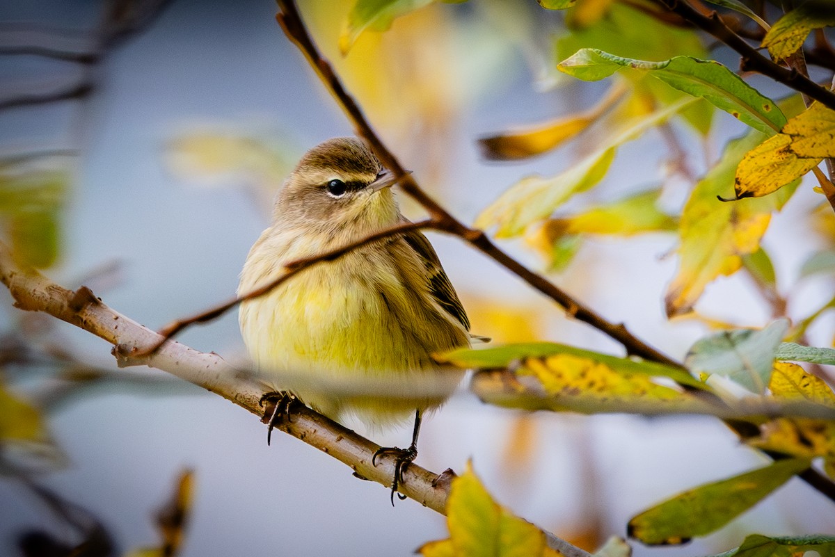 Palm Warbler - ML643158177
