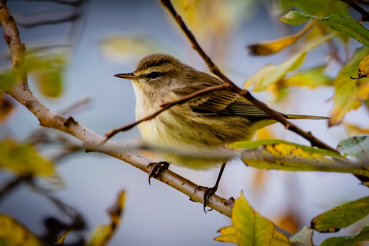 Palm Warbler - ML643158178