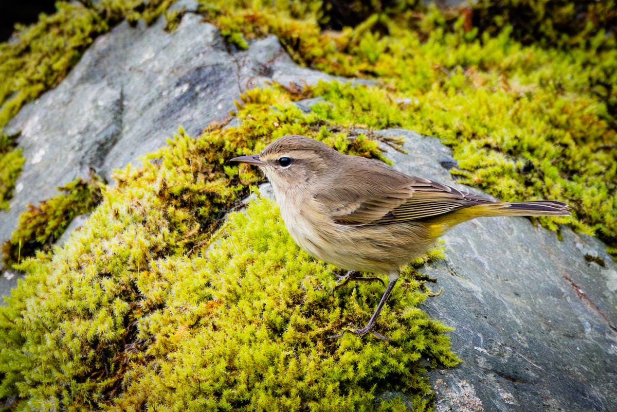 Palm Warbler - ML643158179