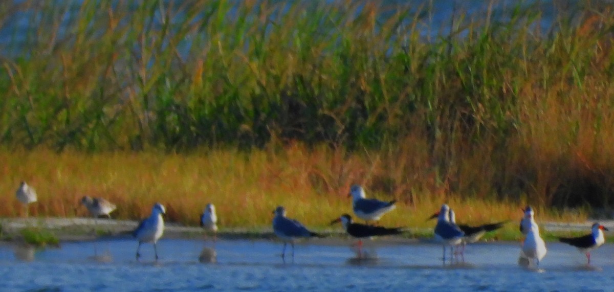 Black Skimmer - ML643158192