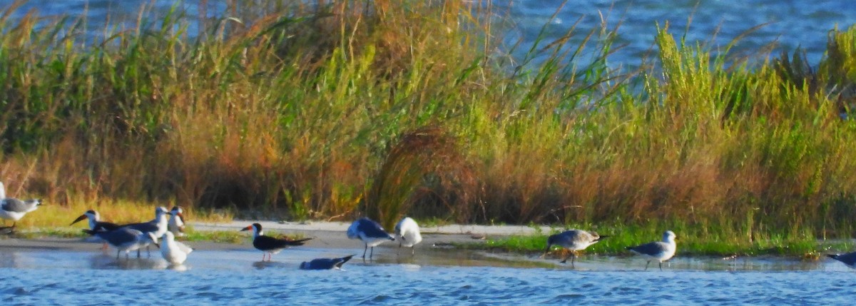 Black Skimmer - ML643158194