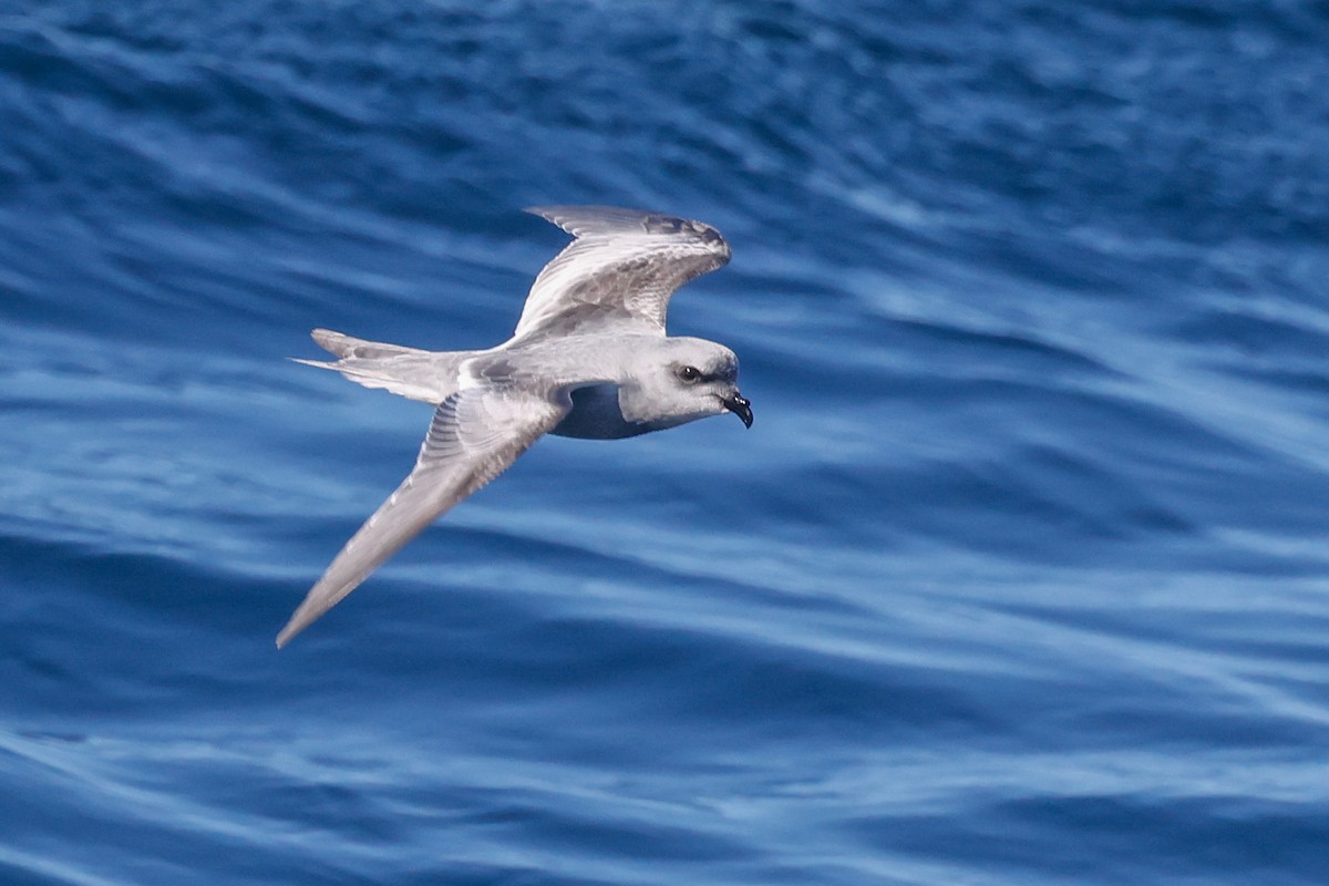 Fork-tailed Storm-Petrel - ML643158216